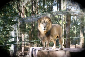 cats-African-Black-Maned-Lion-KING
