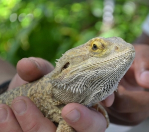 Mammal Bearded Dragon