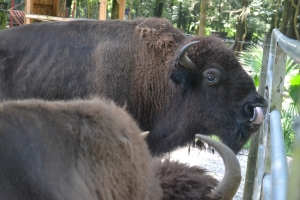 North American Bison Buffalo