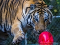 Tiger playing with ball at Dade City's Wild Things