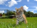 tiger cub in florida