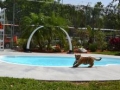 tiger cub swim at Dade City's Wild Things