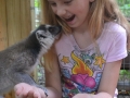 lemur - Dade City's Wild Things