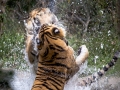 Jazzy & Sophie play fighting in the water - (Dade City's Wild Things) (zoo Montana)