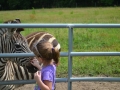 zebra - Dade City's Wild Things