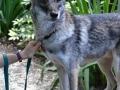 mammals-coyote-mason