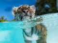tiger swimming in water