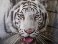 White Tiger Remington at Dade City's Wild Things closeup