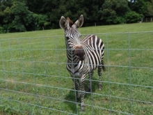 Jungle-Safari-Ride-Hank