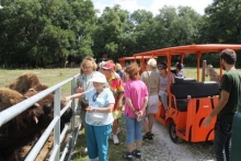 jungle-safari-ride