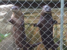 Sunken-Tour-Otters-400