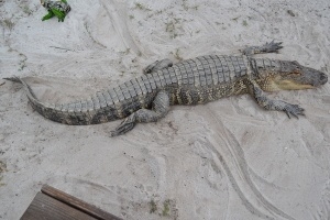 Swimming with Gators - Gator in sand