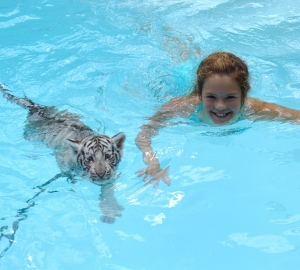 swimming tigers with woman