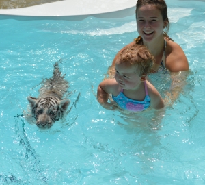 swimming tigers with mom and baby