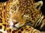 Spotted Jaguar closeup view