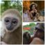 gibbon Encounter at Dade City's Wild Things