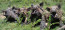 Feral hogs most dangerous exotic in Florida