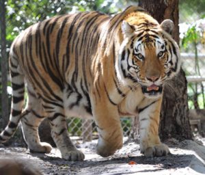 CATS-Tiger-Roy